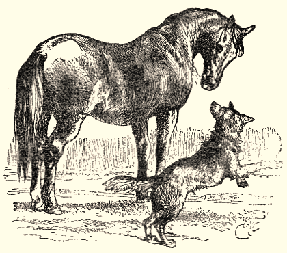 Cáo và ngựa