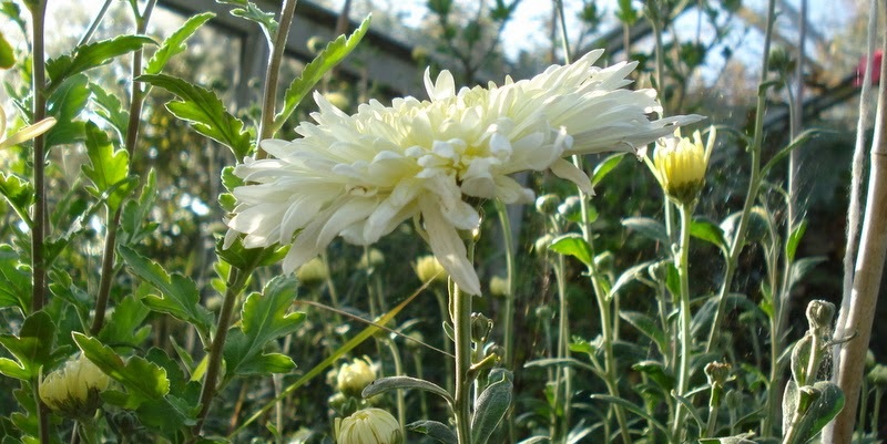 Bông hoa cúc trắng