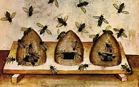 Ong mật và ong đực