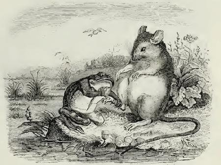 Chuột và ếch