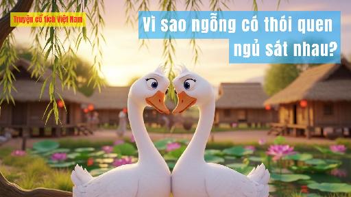 Vì sao ngỗng có thói quen ngủ sát nhau?